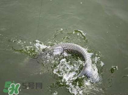 釣青魚怎么調漂圖解？釣青魚最佳調漂是幾目