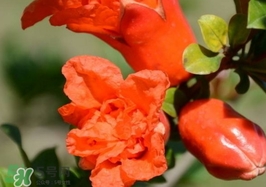 石榴花花語(yǔ)代表什么意思？石榴花花語(yǔ)是什么意思