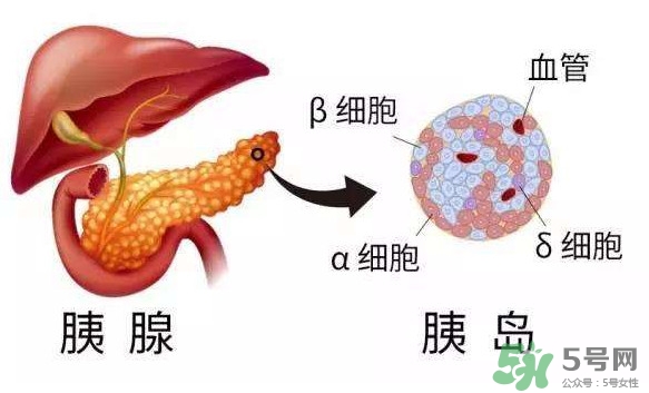 胰島素為什么不能口服？胰島素有什么副作用