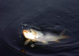 六月份怎么釣鯽魚？6月份釣鯽魚用什么餌料？