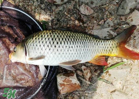 六月份怎么釣鯉魚？六月份釣鯉魚技巧