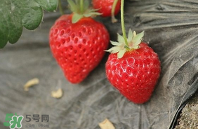 夏天有草莓嗎？夏天草莓結(jié)果嗎？