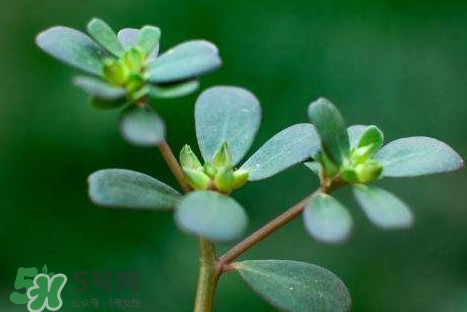 螞蚱菜和鵝蛋能在一起吃嗎？鵝蛋可以和螞蚱菜一起吃嗎