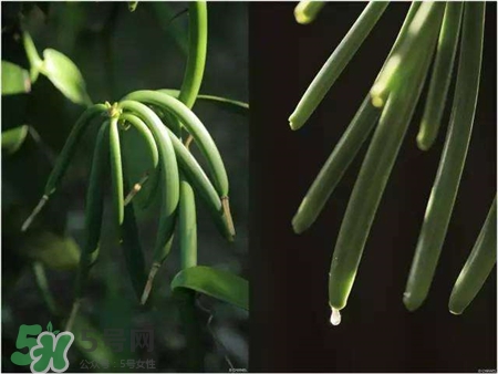 香草莢和香草精的區(qū)別 香草莢的功能