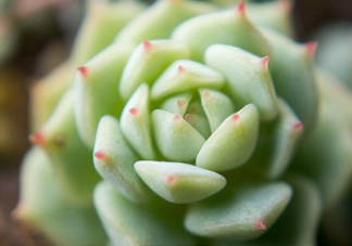 多肉植物能吃嗎？多肉植物哪些可以吃