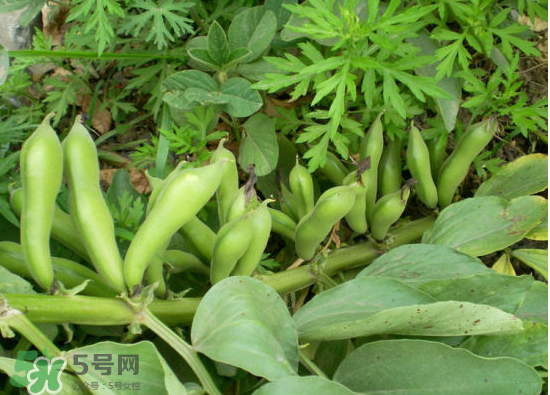 夏天可以種什么蔬菜？夏天適合種什么蔬菜？