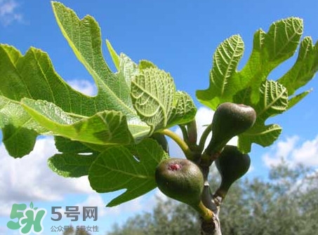 無花果葉子煮水有什么作用？無花果葉泡水喝的功效