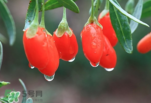 青海和寧夏枸杞哪個好？青海枸杞和寧夏枸杞的區(qū)別