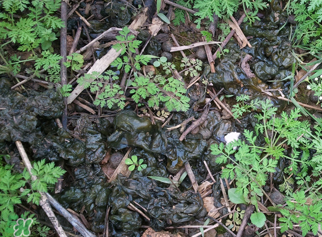 孕婦能吃地耳菜嗎？寶寶能吃地耳菜嗎？