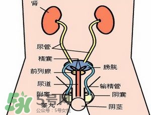 腎結(jié)石怎么治最好？腎結(jié)石的醫(yī)治方法