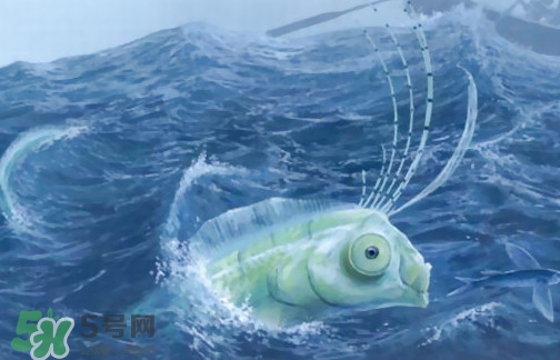 皇帶魚可以吃嗎？皇帶魚是帶魚的一種嗎