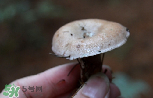 重陽菌什么時(shí)候有？重陽菌不能與什么食物一起吃