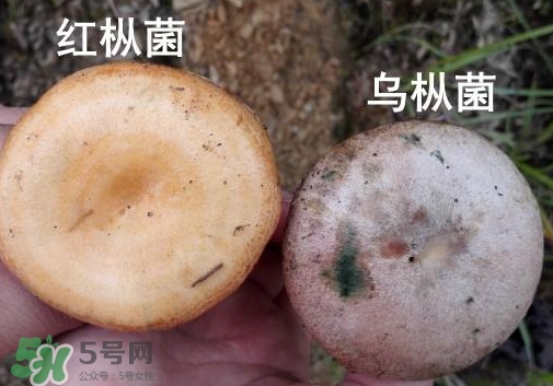 怎樣鑒別重陽菌是否有毒？重陽菌是發(fā)物嗎