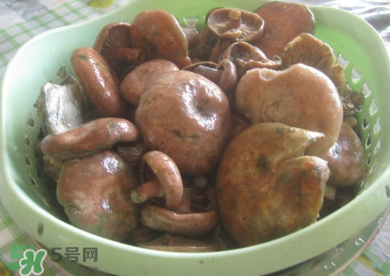 重陽(yáng)菌多少錢一斤？重陽(yáng)菌怎么清洗