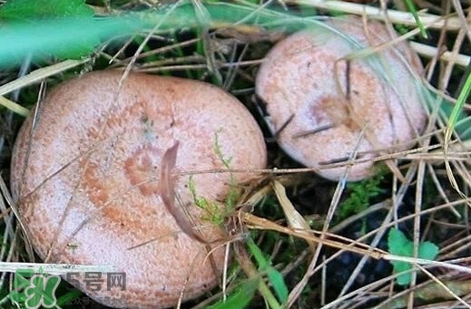 重陽(yáng)菌多少錢一斤？重陽(yáng)菌怎么清洗