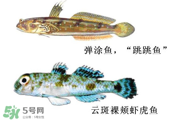 彈涂魚多少錢一斤？彈涂魚有毒嗎