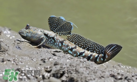 彈涂魚怎么吃？彈涂魚怎么燒好吃