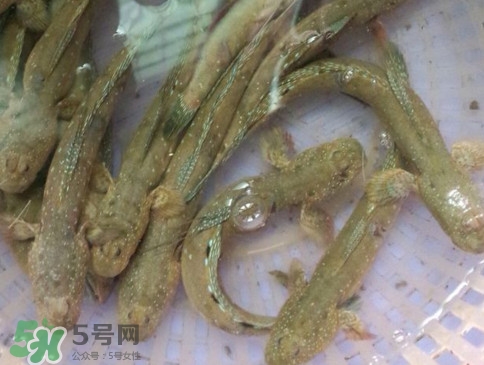 跳跳魚怎么做好吃？跳跳魚的最好吃做法