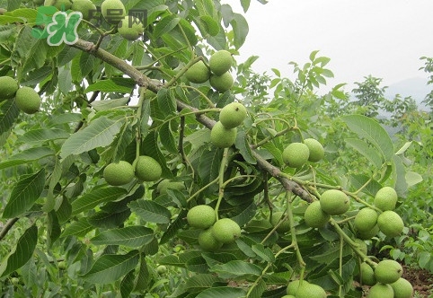 青皮核桃營養(yǎng)價值高嗎？青皮核桃怎么挑選