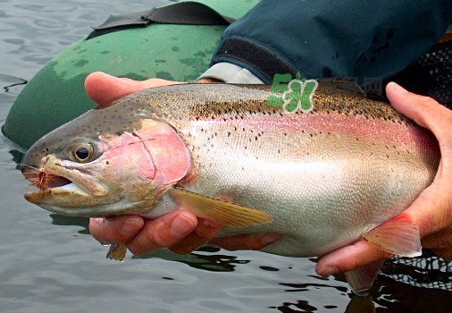 鱒魚可以生吃嗎？鱒魚是海魚還是淡水魚