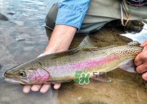 鱒魚可以生吃嗎？鱒魚是海魚還是淡水魚