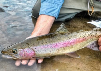 鱒魚可以生吃嗎？鱒魚是海魚還是淡水魚