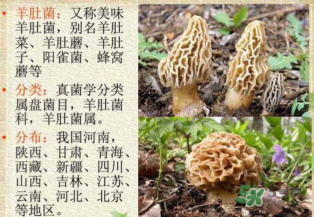 生了蟲的羊肚菌能吃嗎？羊肚菌長蟲子怎么辦？