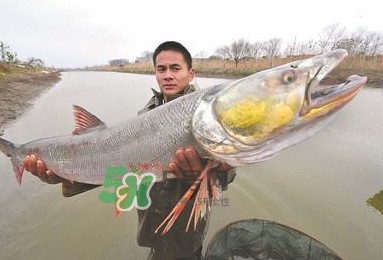 鳡魚多少錢一斤？野生鳡魚多少錢一斤