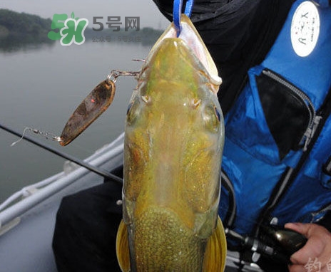 鳡魚(yú)好吃嗎？鳡魚(yú)刺多嗎