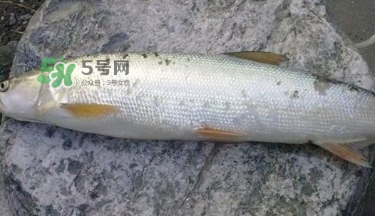 鳡魚(yú)好吃嗎？鳡魚(yú)刺多嗎