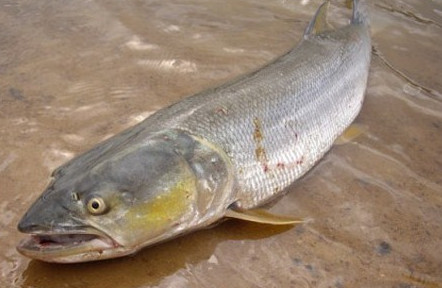 鳡魚吃什么？翹嘴魚和鳡魚有什么區(qū)別