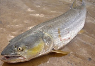 鳡魚怎么釣？鳡魚在魚缸里怎么養(yǎng)