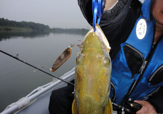 鳡魚好吃嗎？鳡魚刺多嗎