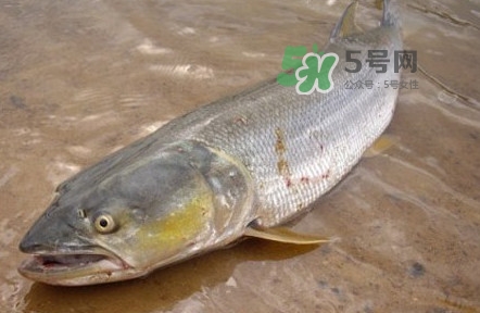 鳡魚是什么魚？鳡魚是淡水魚嗎