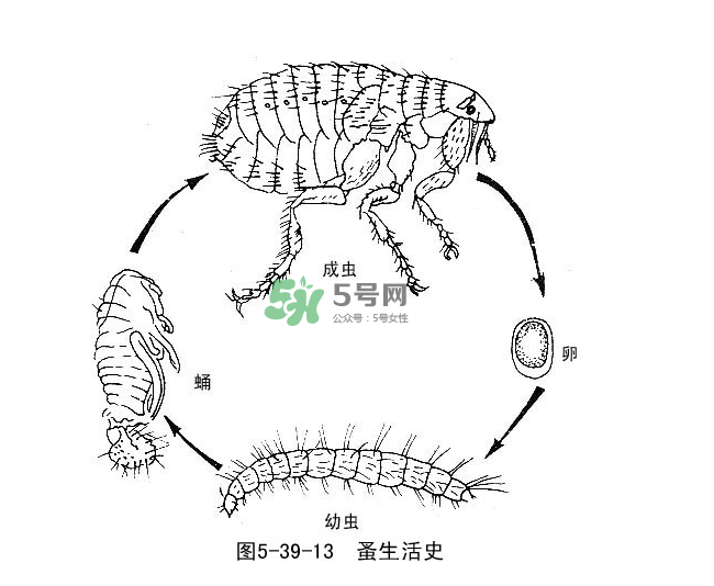 跳蚤會(huì)飛嗎？跳蚤會(huì)咬人嗎？