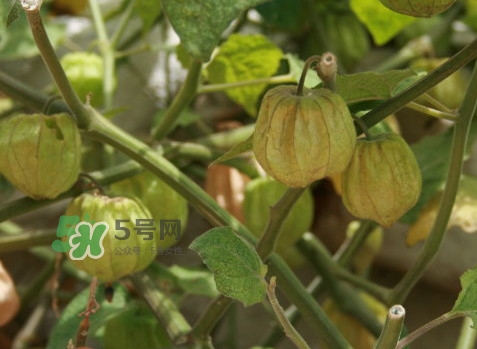 黃菇娘幾月種植？黃菇娘的種植注意事項(xiàng)