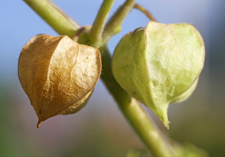 菇娘是寒性還是熱性？菇娘是哪里產(chǎn)的