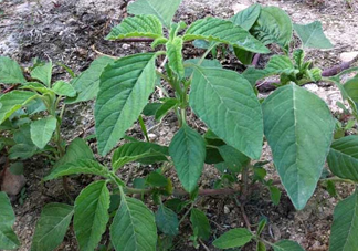 野莧菜孕婦能吃嗎？莧菜和野莧菜的區(qū)別