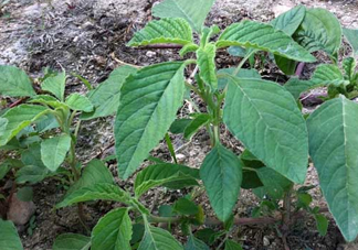 炒野莧菜要焯水嗎？野莧菜和山藥能在一起吃嗎