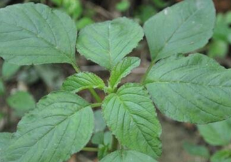 野莧菜有刺嗎？野莧菜和刺莧菜一樣嗎