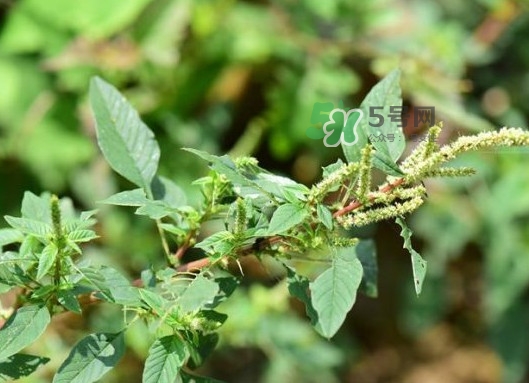 野莧菜有刺嗎？野莧菜和刺莧菜一樣嗎