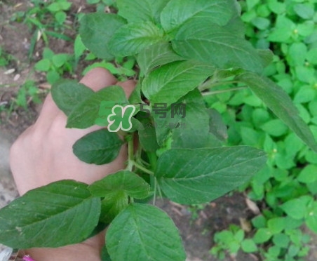 野莧菜有刺嗎？野莧菜和刺莧菜一樣嗎