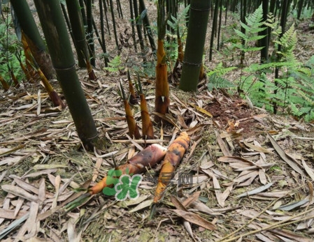 苦筍做法有哪些？苦筍怎么處理才不會(huì)苦