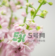 鮮花怎么保存時(shí)間長(zhǎng) 鮮花怎么保鮮