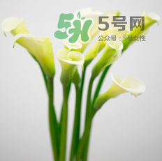 鮮花怎么保存時(shí)間長(zhǎng) 鮮花怎么保鮮