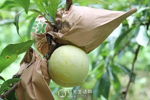 奈李是什么水果？奈李為什么會(huì)空心