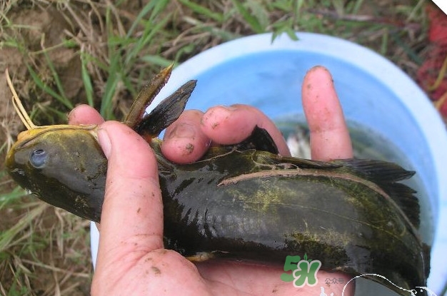 黃刺魚(yú)什么天氣好釣？黃刺魚(yú)釣魚(yú)最佳時(shí)間