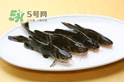 黃刺魚多少錢一斤？野生黃刺魚多少錢一斤