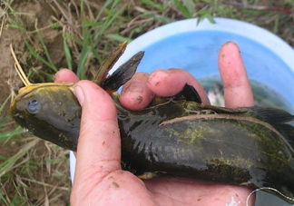 黃刺魚死了能吃嗎？黃刺魚不能與什么同食