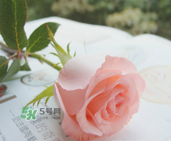 roseonly限量紅粉玫瑰多少錢？有幾朵？